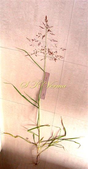  Plant